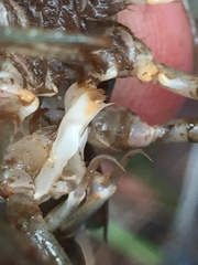 Procambarus litosternum