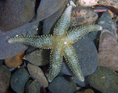 Evasterias troschelii