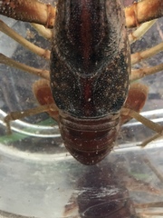 Procambarus litosternum