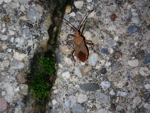 Gonocerus acuteangulatus