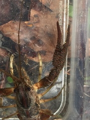 Procambarus litosternum