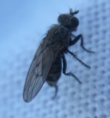 Schoenomyza litorella