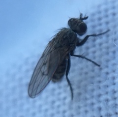 Schoenomyza litorella