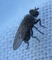 Schoenomyza litorella