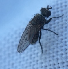 Schoenomyza litorella