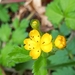 Bastard Agrimony - Photo (c) Arian, some rights reserved (CC BY-NC), uploaded by Arian