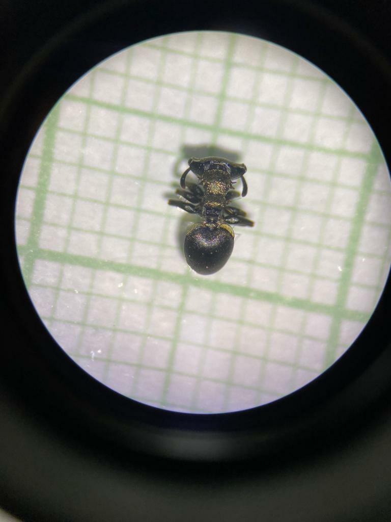 Cephalotes columbicus
