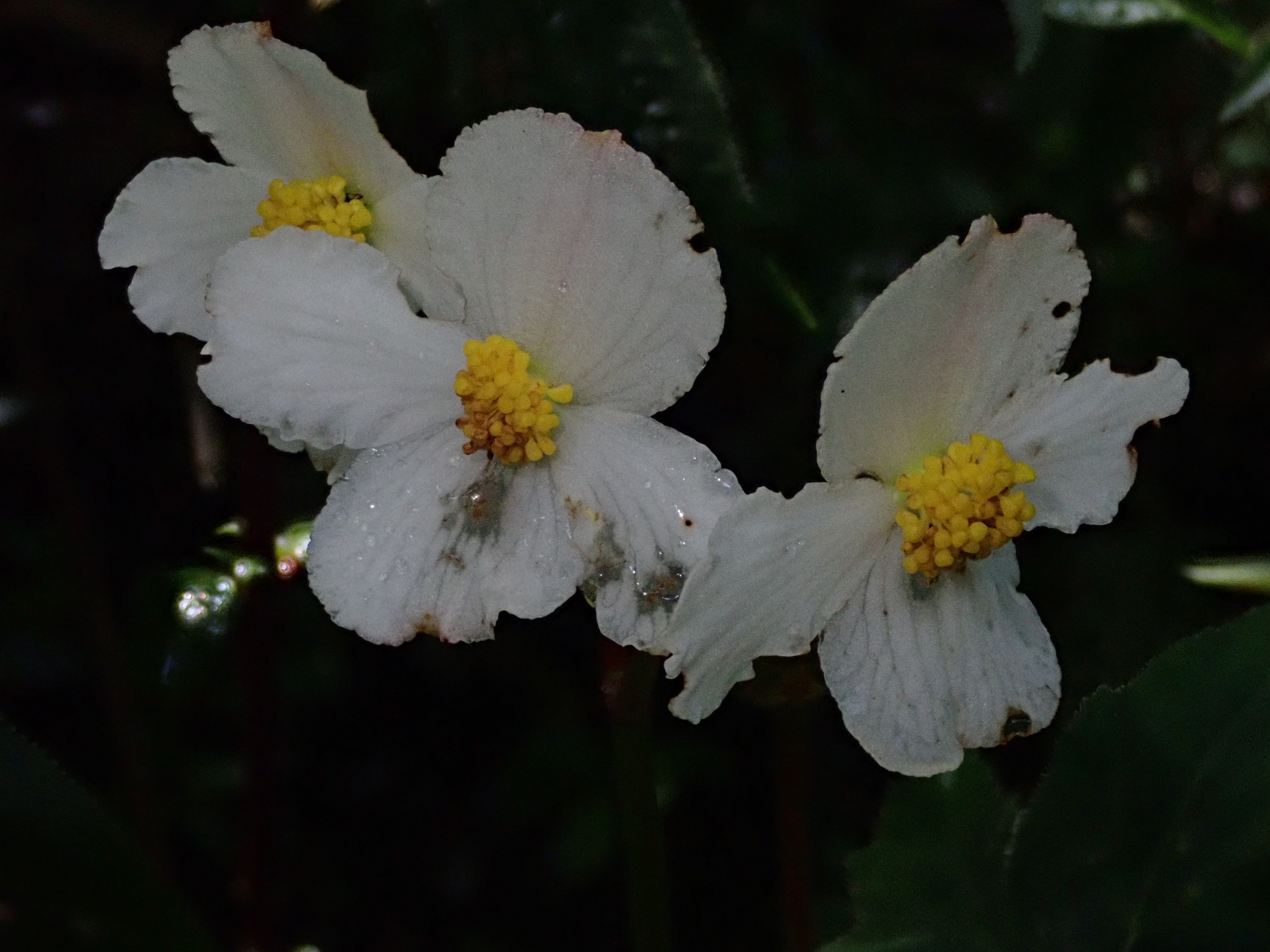 Begonia acerifolia image