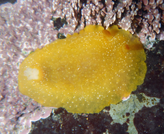 Doriopsilla albopunctata