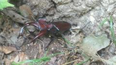 Lucanus elaphus