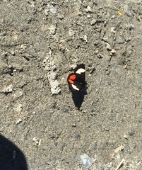 Psychomorpha epimenis