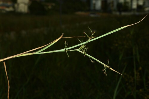 Rhynchospora divaricata