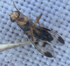 Opomyzidae