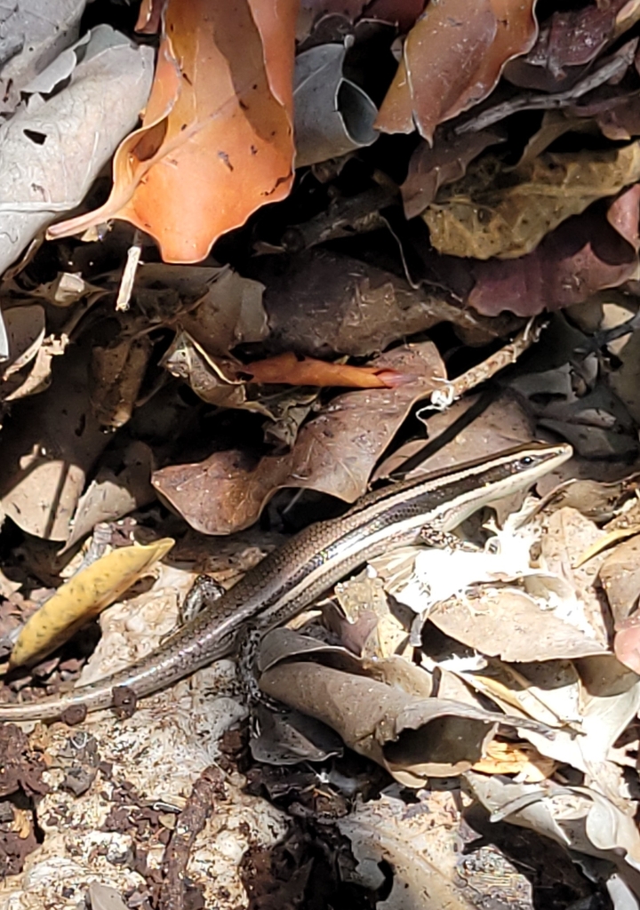 Jamaican Skink