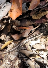 Jamaican Skink photo 1
