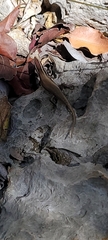 Jamaican Skink photo 2