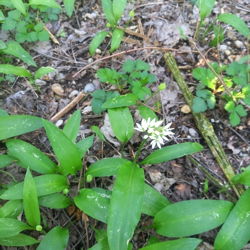 cesnak medvedí (Allium ursinum)
