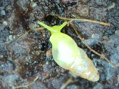Allopeas clavulinum observed 2023-04-21
