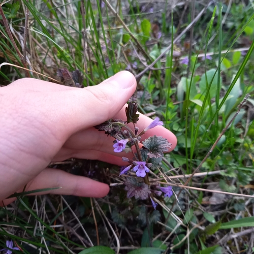zádušník brečtanovitý (Glechoma hederacea)