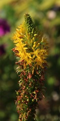 Bulbine latifolia