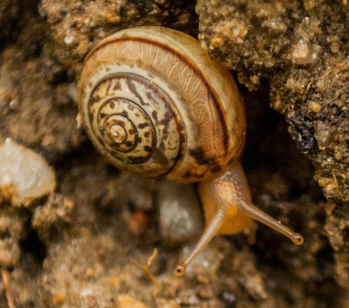 Portugala inchoata