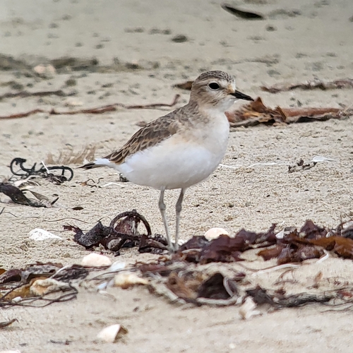 Bergregenpfeifer (Anarhynchus montanus)