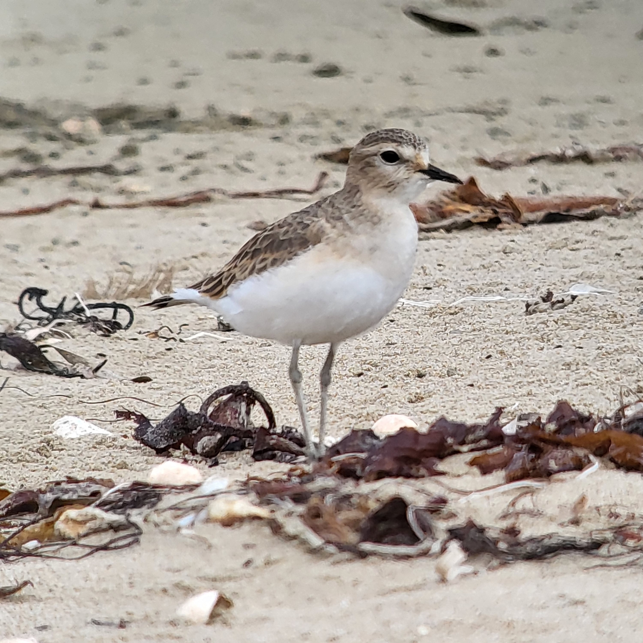 Mountain Plover (Anarhynchus montanus)