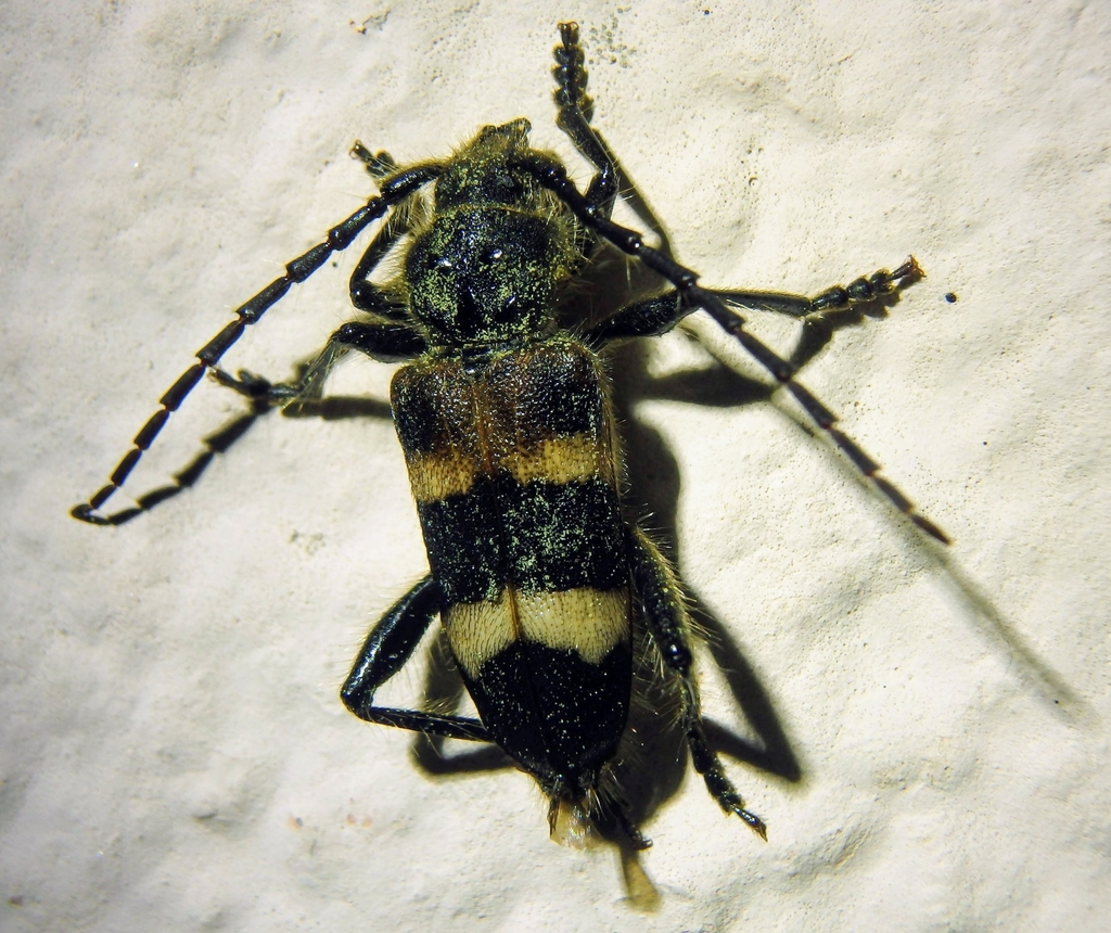 Semanotus laurasii