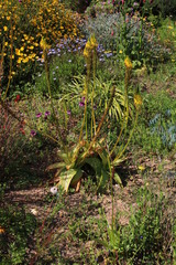 Bulbine latifolia
