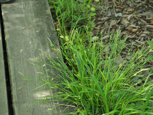 eastern woodland sedge (Carex blanda)