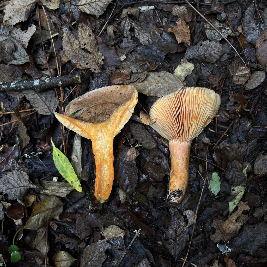 Lactarius quieticolor · April 2023 · photo: © cristianriquelme (iNaturalist, cc-by)