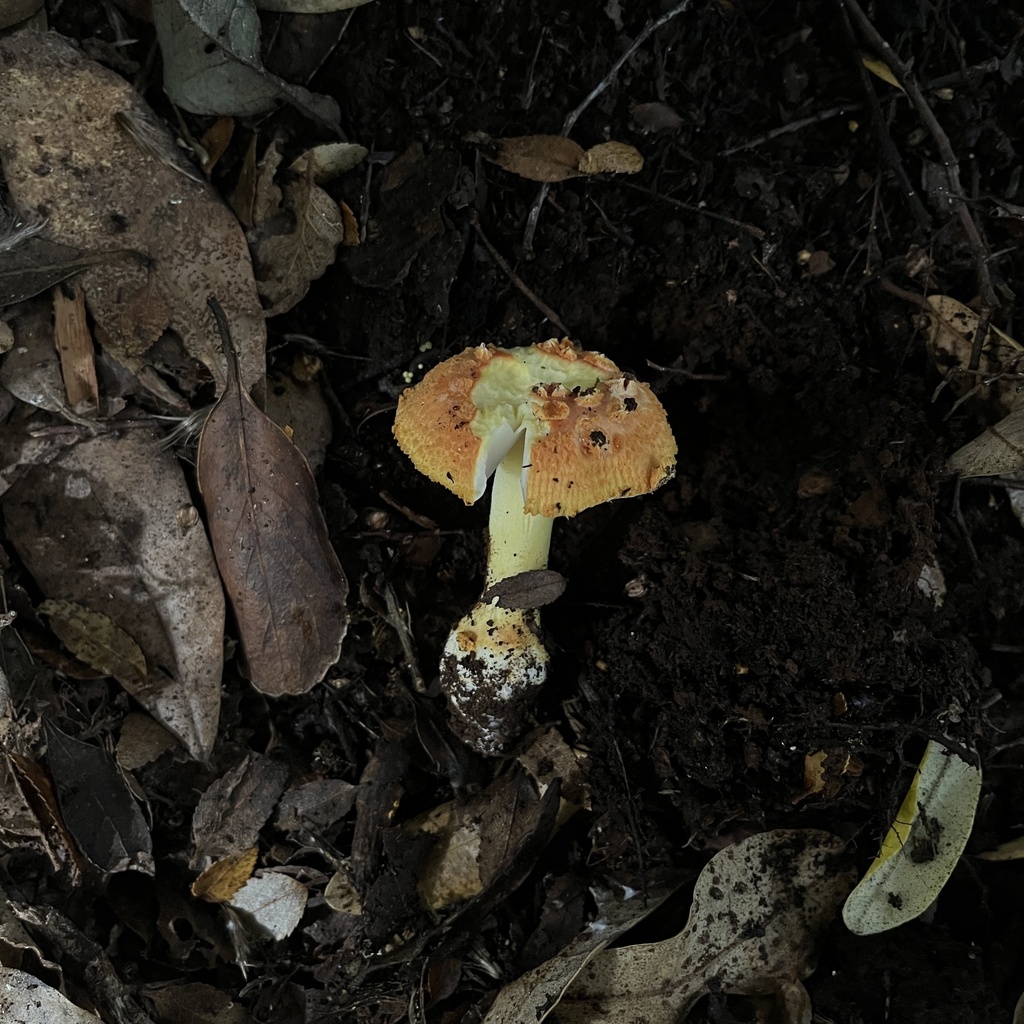 Amanita aurantiovelata · April 2023 · photo: © cristianriquelme (iNaturalist, cc-by)