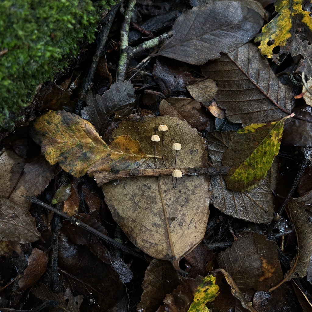 Marasmius bulliardii · April 2023 · photo: © cristianriquelme (iNaturalist, cc-by)