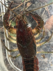 Procambarus paeninsulanus