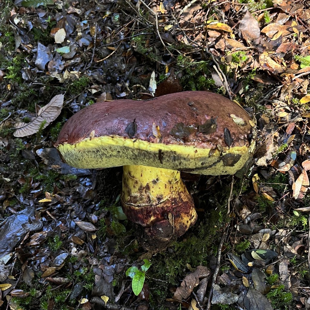 Butyriboletus loyo · April 2023 · photo: © cristianriquelme (iNaturalist, cc-by)