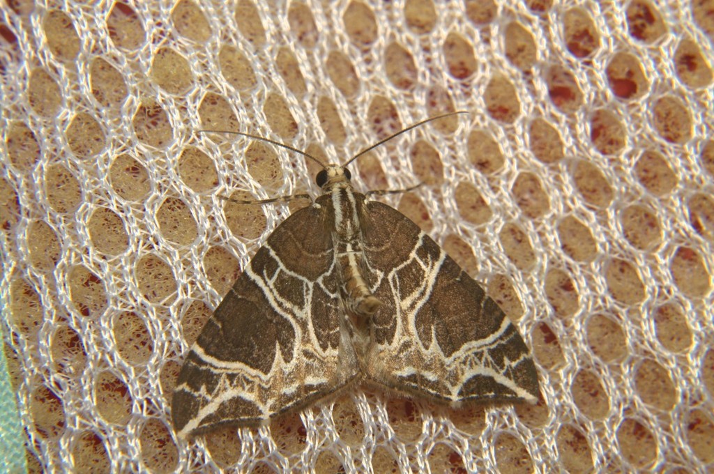 Ecliptopera delecta