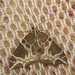 三角齒紋波尺蛾 - Photo 由 Rohit 所上傳的 (c) Rohit，保留部份權利CC BY-SA