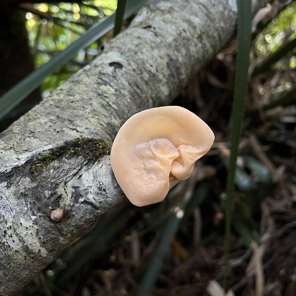 Gloeosoma vitellinum · April 2023 · photo: © cristianriquelme (iNaturalist, cc-by)