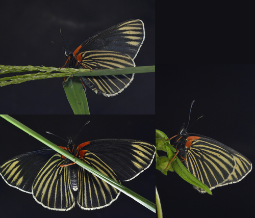 White-rayed Patch