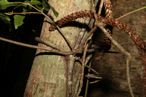 Image of Loeseneriella barbata by (c) Greg Tasney, some rights reserved (CC BY-SA)