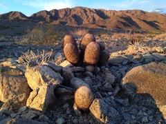 Escobaria alversonii