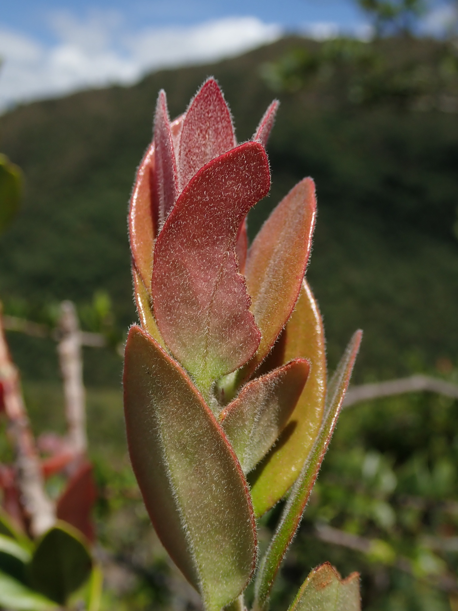 Macleania image