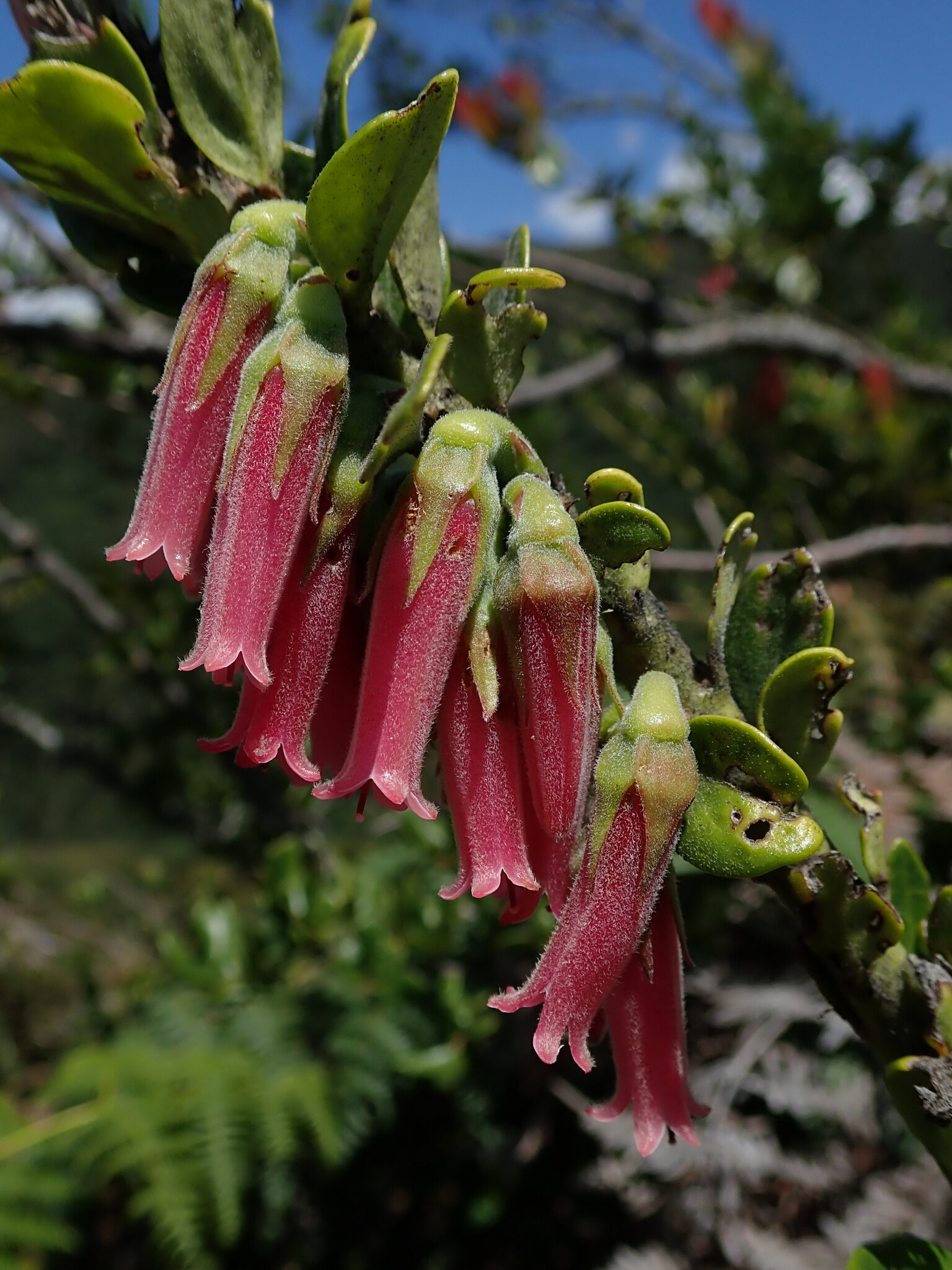 Macleania image