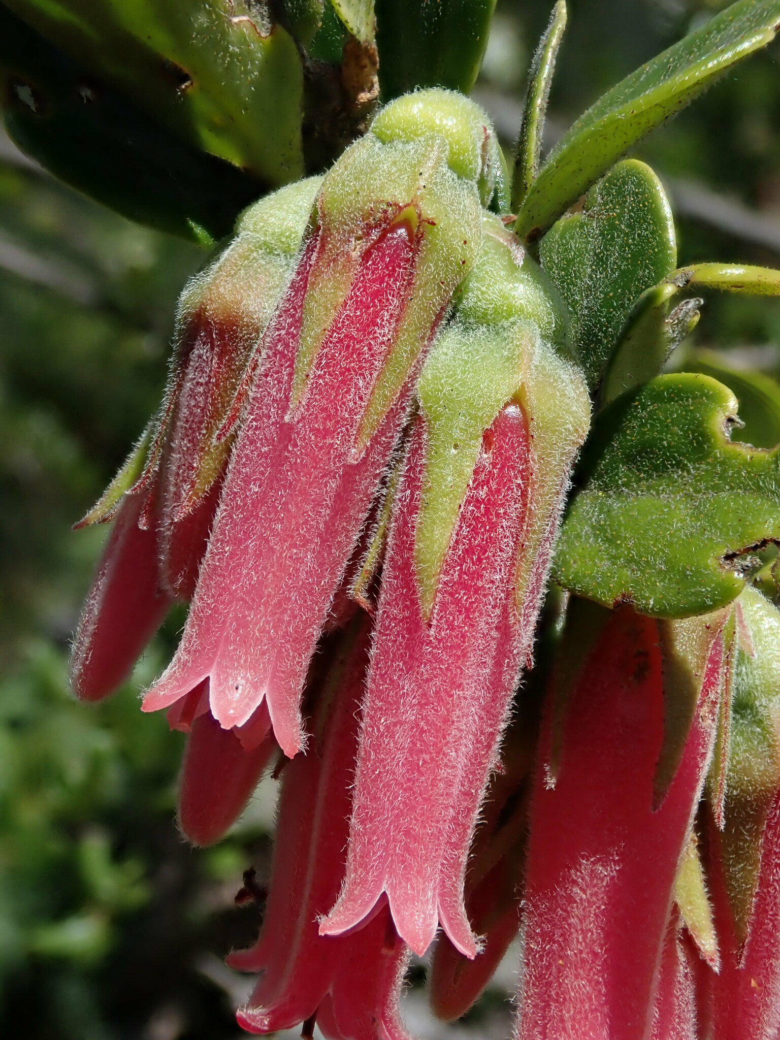 Macleania image