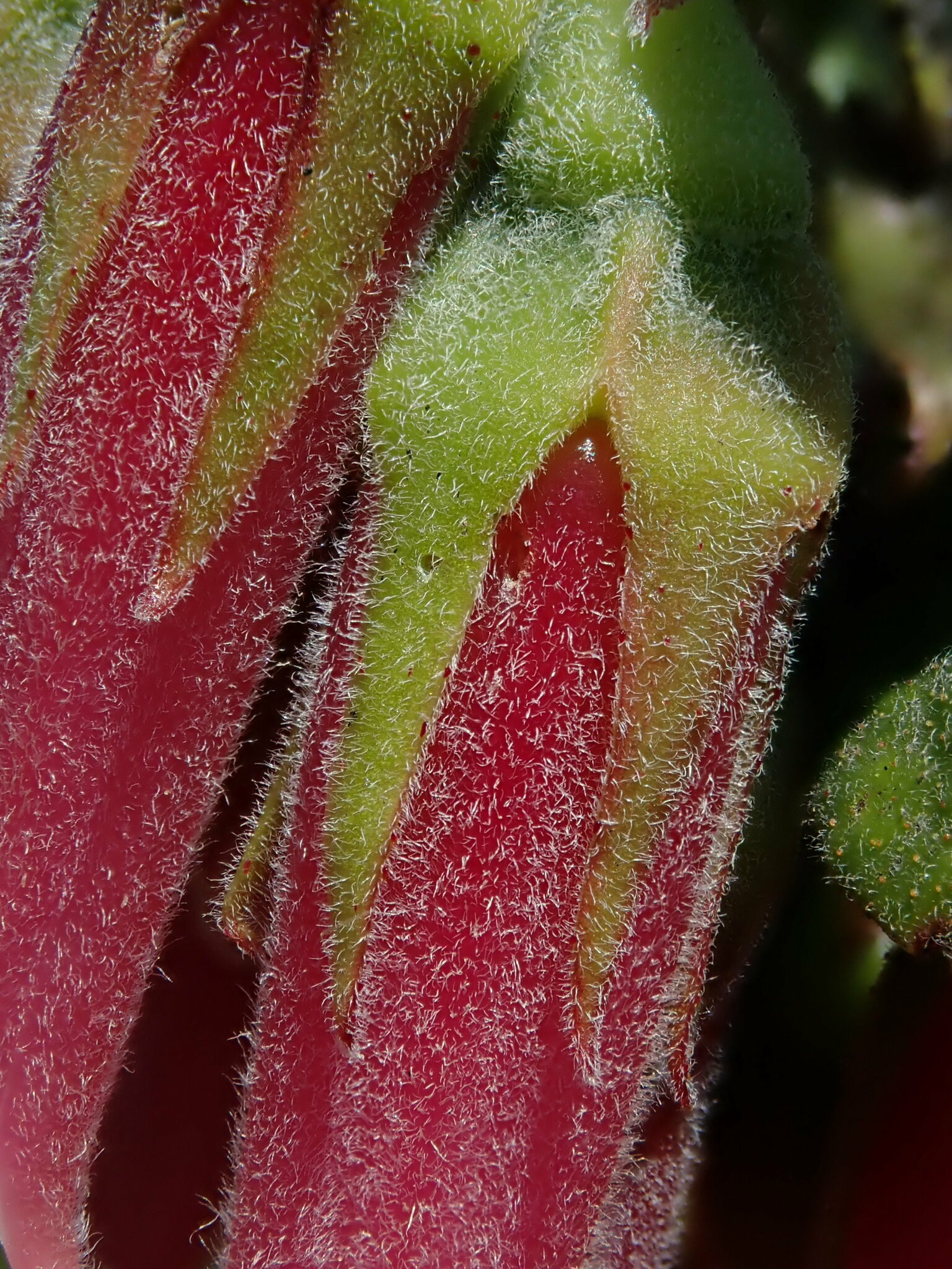 Macleania image