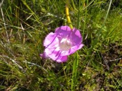 Agalinis peduncularis