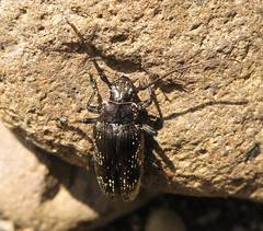 Sphingnotus dunningi