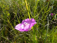 Agalinis peduncularis