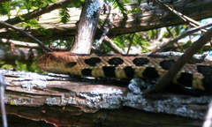 Pantherophis ramspotti