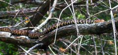 Pantherophis ramspotti